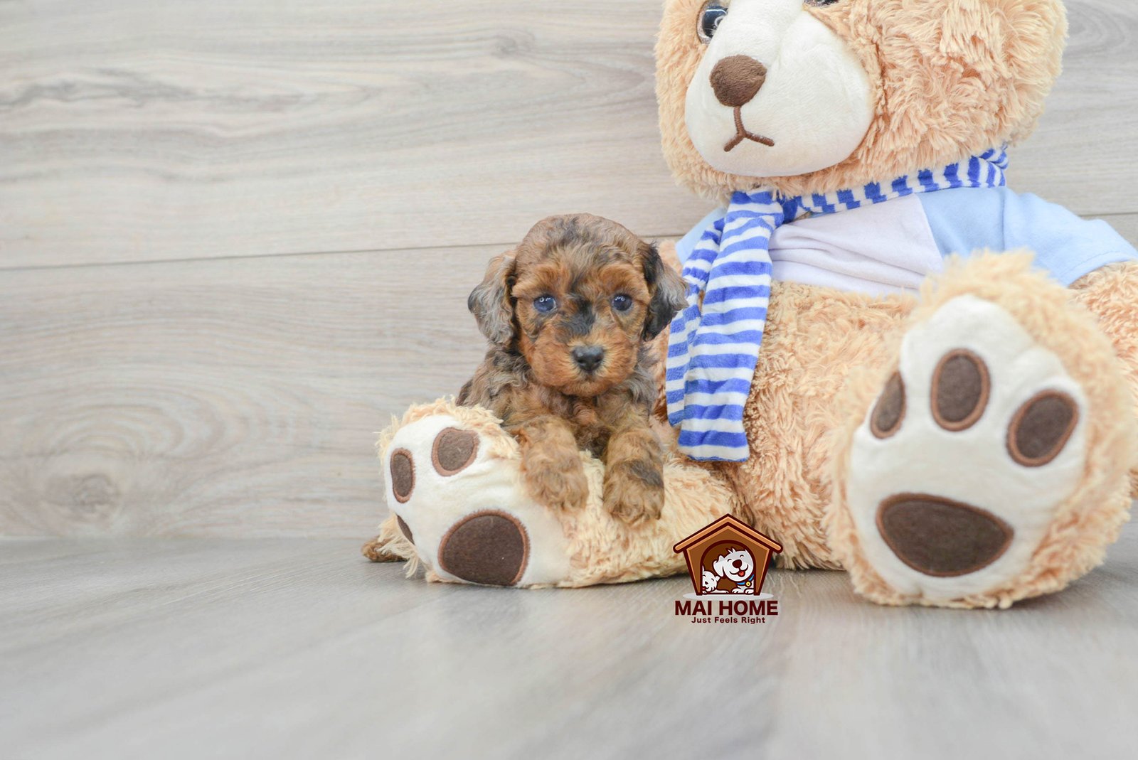 Miniature Poodle puppies