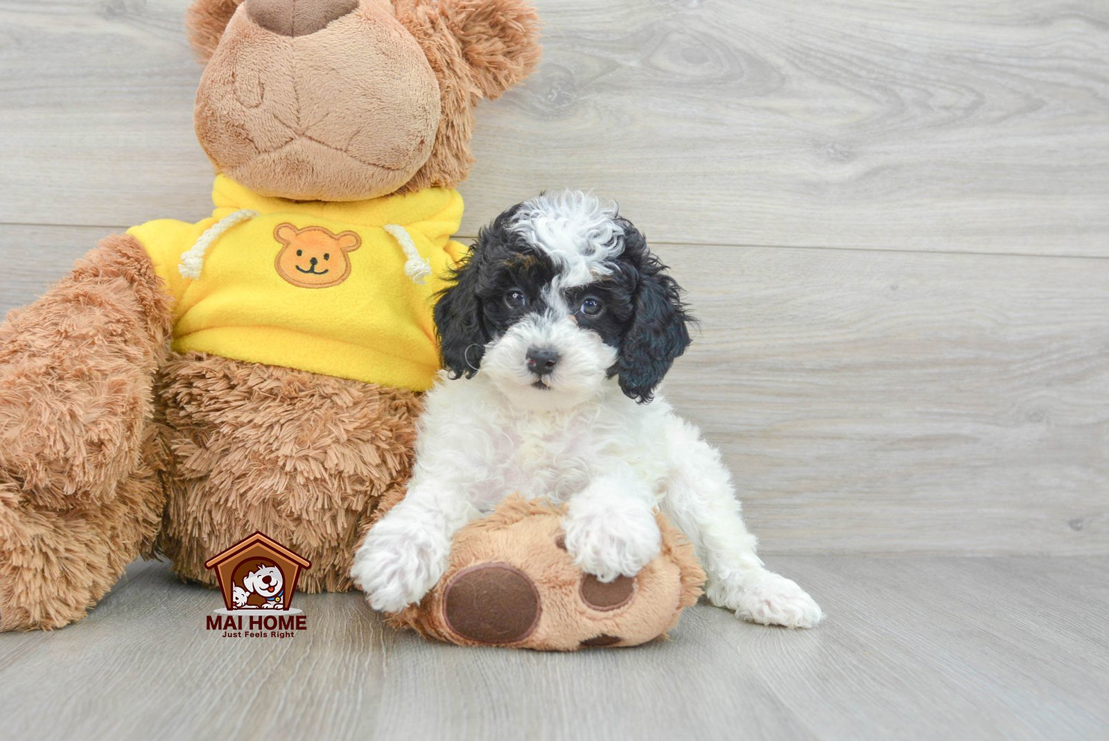 Poodle Mix Puppies