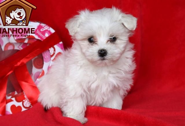 Buy Maltese Puppy Online